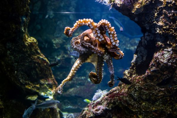 Den Blå Planet – National Aquarium Denmark