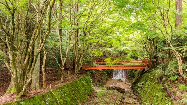 baños de bosque