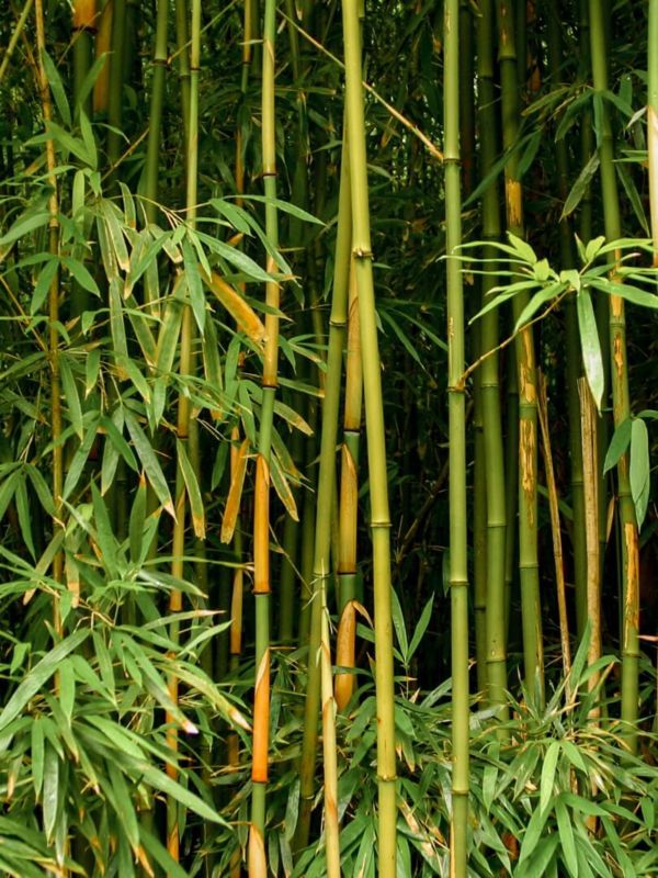 BAMBOO ACOUSTICS