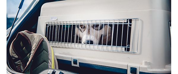 Transportín para transportar al perro en el coche