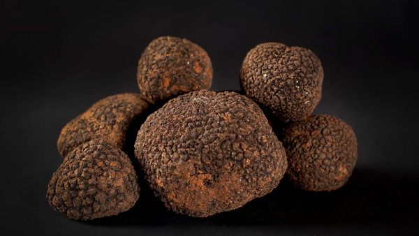 trufas-01-1920x1080