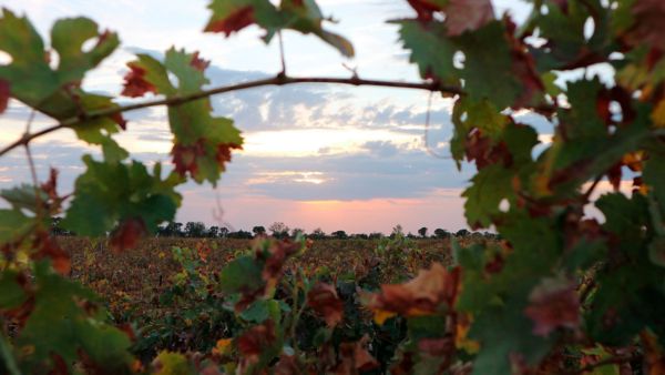 Tinto Pesquera presenta tres nuevos vinos