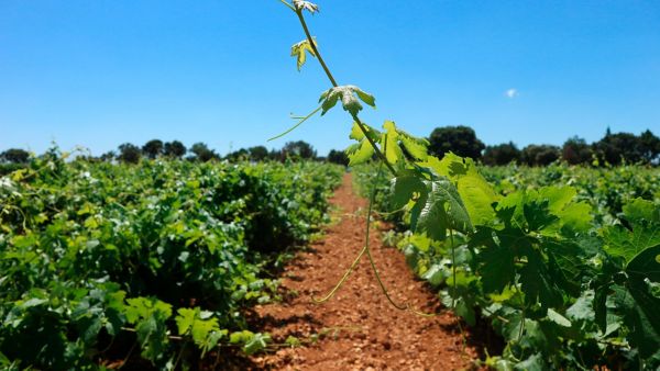 Tinto Pesquera presenta tres nuevos vinos